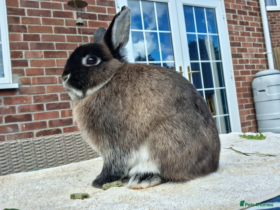 Netherland Dwarf rabbits for sale: Neutered Male Netherland Dwarf 1 year old - Wilf - Advert 19