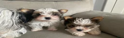 Biewer Terrier dogs for sale: Biewer Terrier Puppies in Halesowen - Advert 11