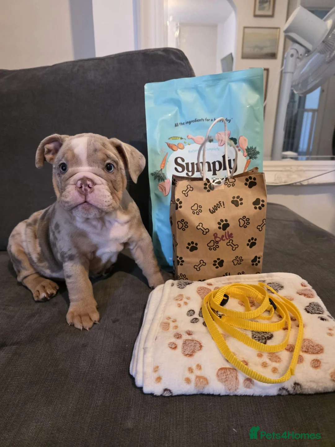 English Bulldog dogs for sale: Lilac Merle English Bulldog in Helston - Advert 1