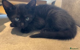 Mixed Breed cats for sale: Kittens ready to leave  - Image 5