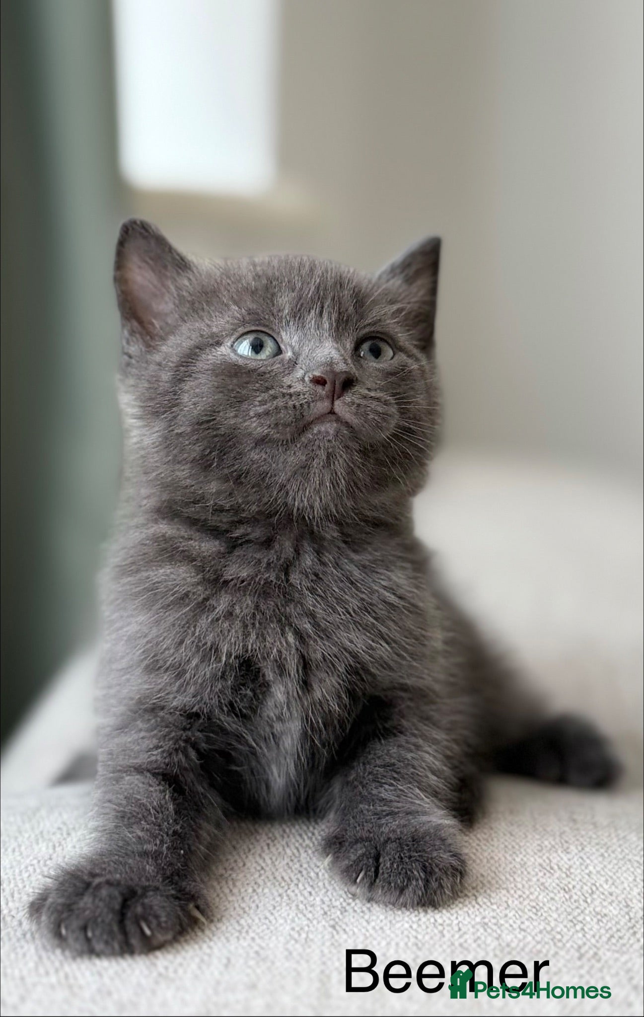 British Shorthair cats Beemer, Grey ‘Blue’ British Shorthair Male Kitten - Advert 14