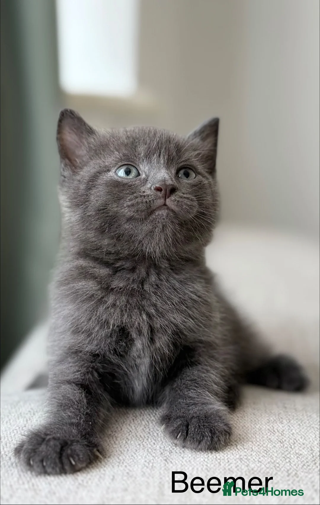 British Shorthair cats for sale: Beemer, Grey ‘Blue’ British Shorthair Male Kitten - Advert 1