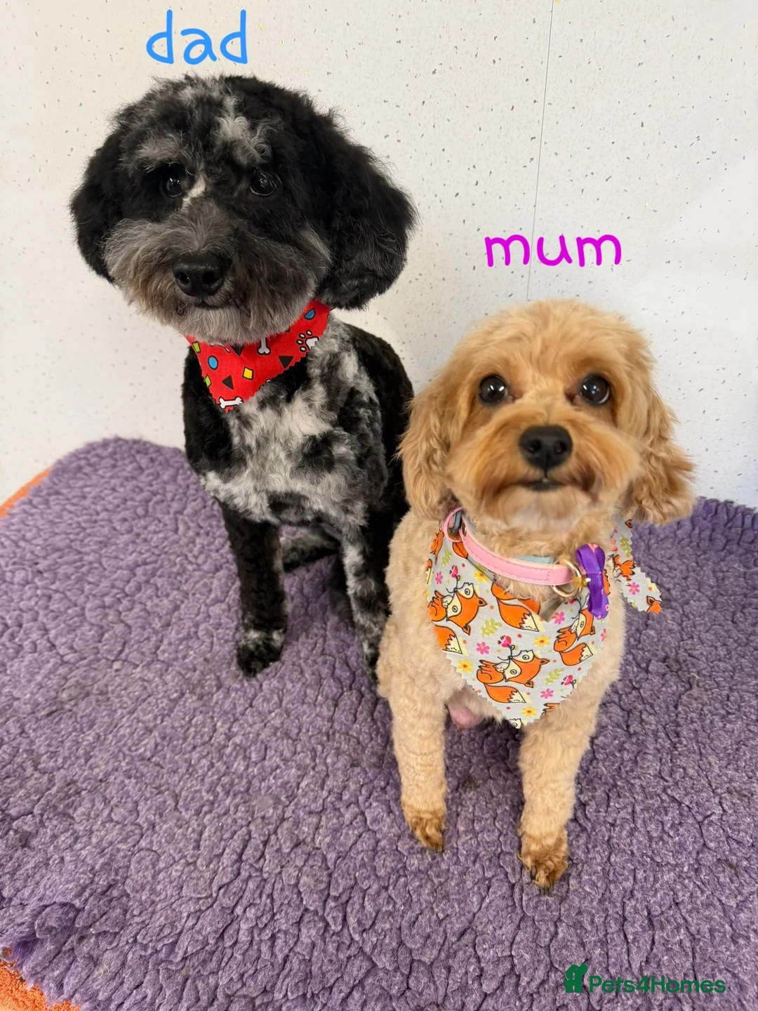 Miniature Poodle dogs for sale: Adorable mini poodles for sale £1500.  - Advert 14