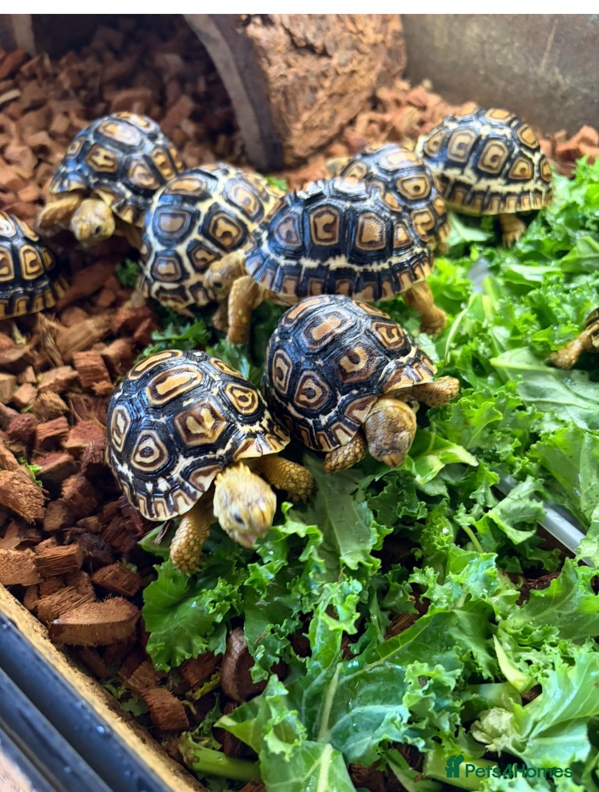 Tortoise reptiles for sale: Leopard Tortoise - Gorgeous Hatchlings  - Advert 7