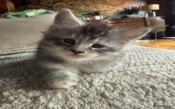 Maine Coon cats for sale: Tica registered Maine Coons from champion lines  - Image 18