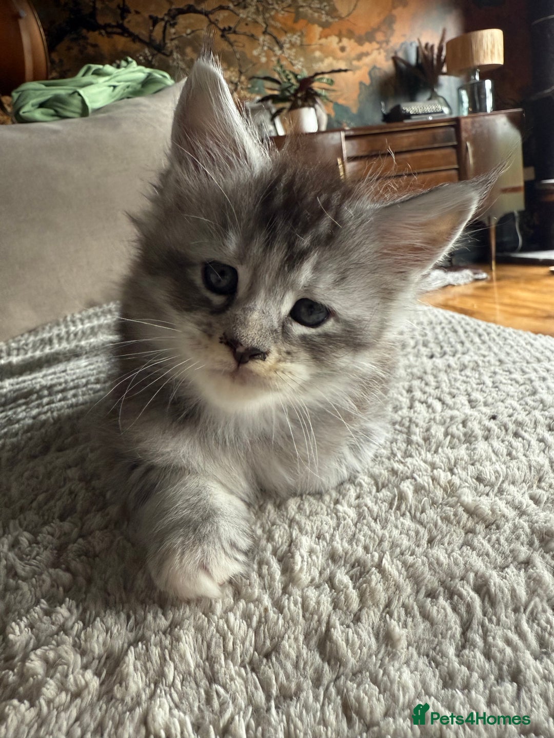 Maine Coon cats for sale: Tica registered Maine Coons from champion lines  - Image 18