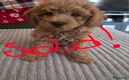 Maltipoo dogs for sale: Maltipoo/toy poodle  - Image 12
