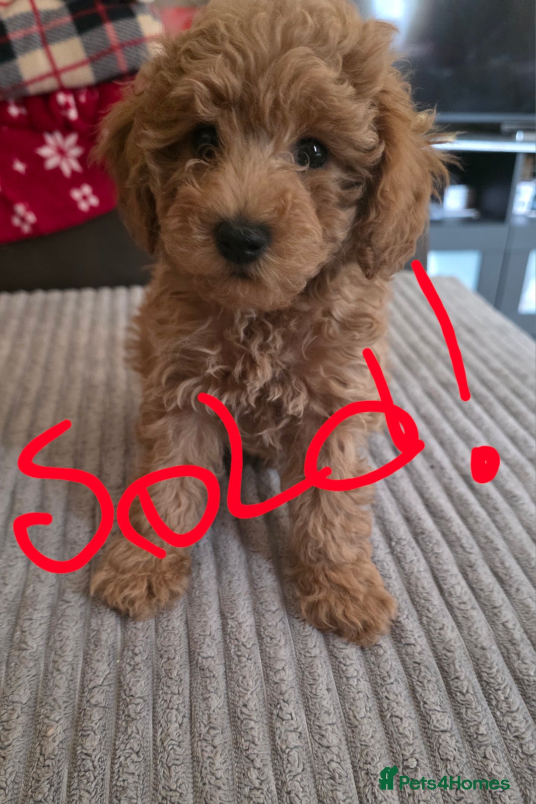 Maltipoo dogs for sale: Maltipoo/toy poodle  - Image 12