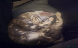 Bengal cats for sale: Bengal Kitten available  - Image 5