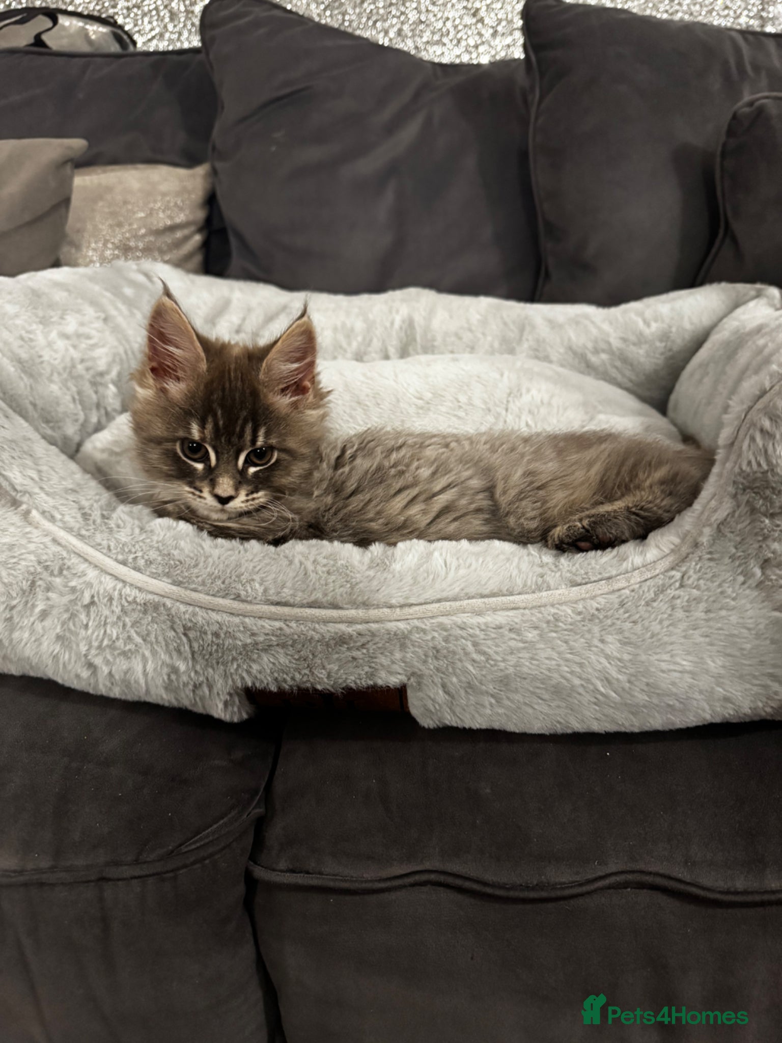 Maine Coon cats Beautiful Mainecoon mixed kittens  - Advert 1