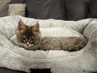 Maine Coon cats Beautiful Mainecoon mixed kittens - Advert 1