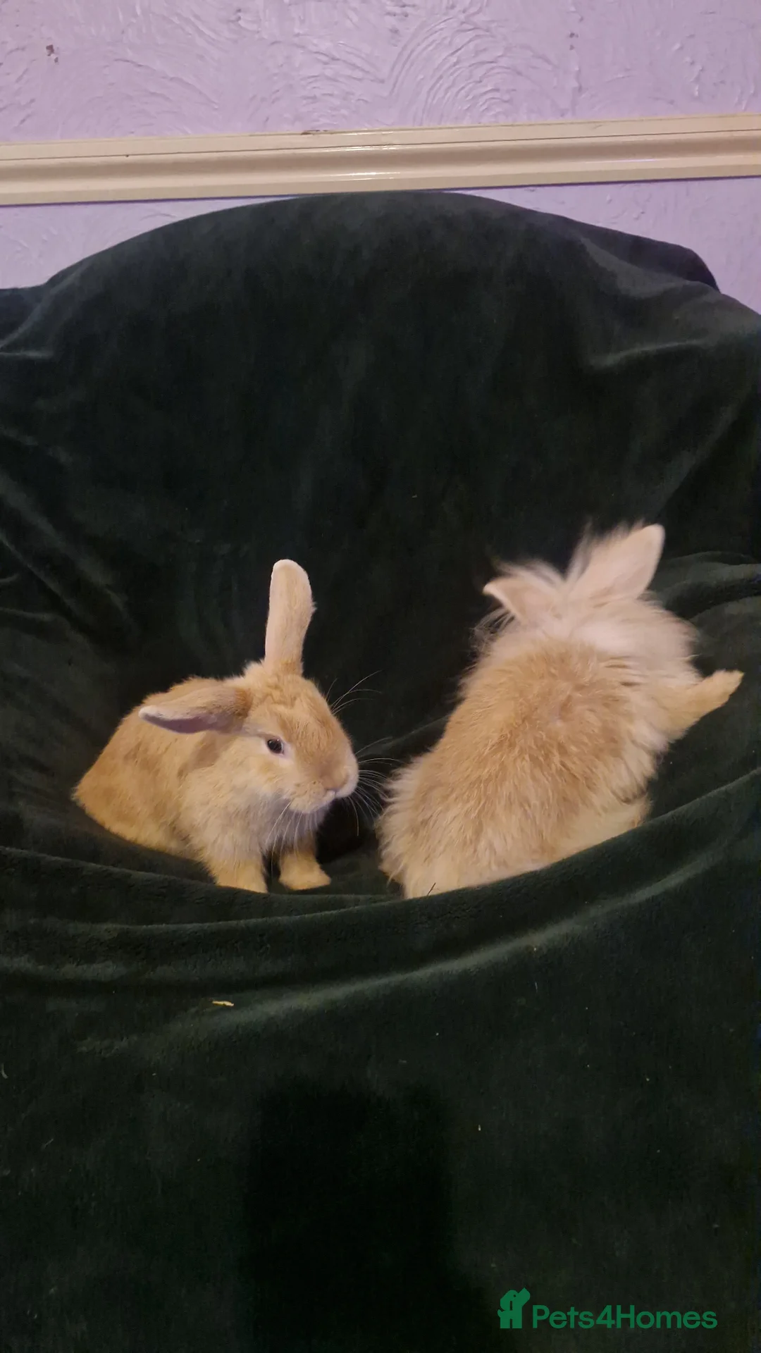 Mixed Breed rabbits for sale: baby rabbits  - Advert 2