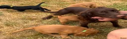 Cocker Spaniel dogs for sale: Cocker Spaniel Puppies - Advert 7