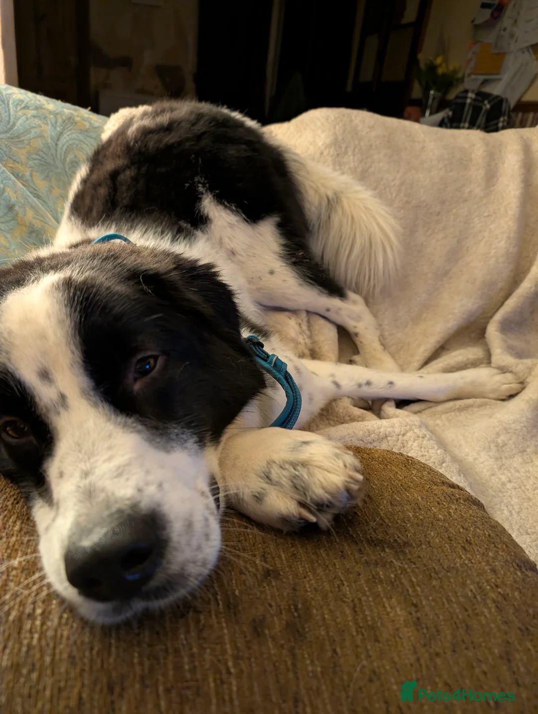 Mixed Breed dogs for adoption: Mecho, 1.5-2 yrs old. I adopted . - Advert 3