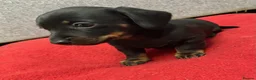Miniature Dachshund dogs for sale: Beautiful Daches  in Manchester - Advert 7