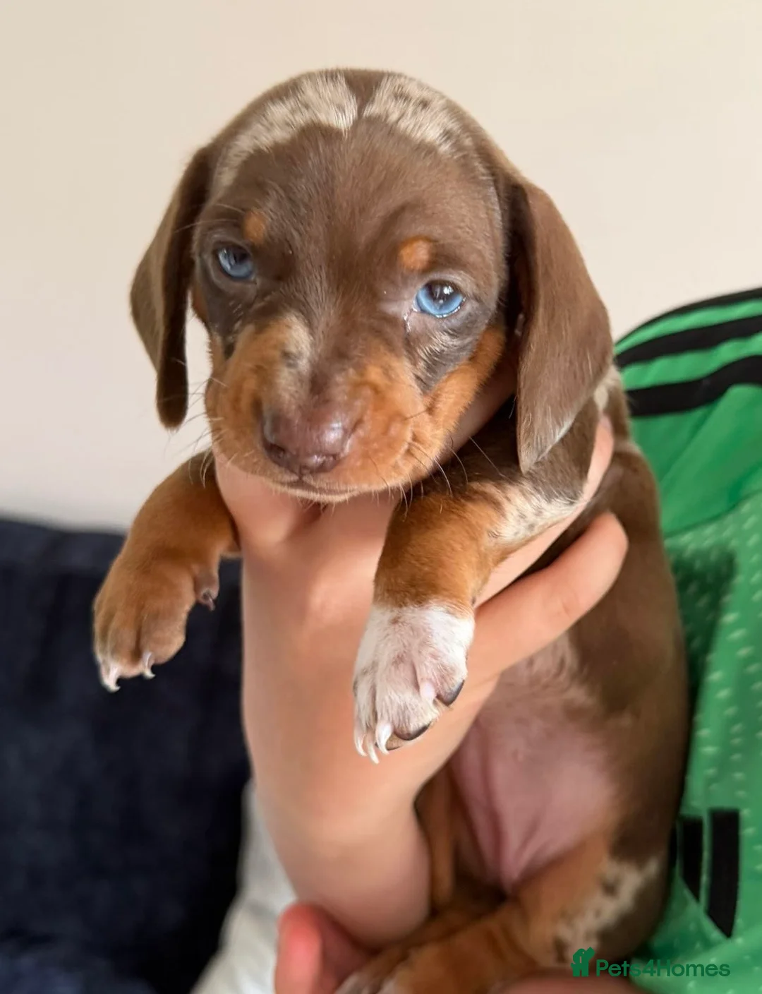 Dachshund dogs for sale: Dapple Miniature Dachshund Puppies - Advert 2
