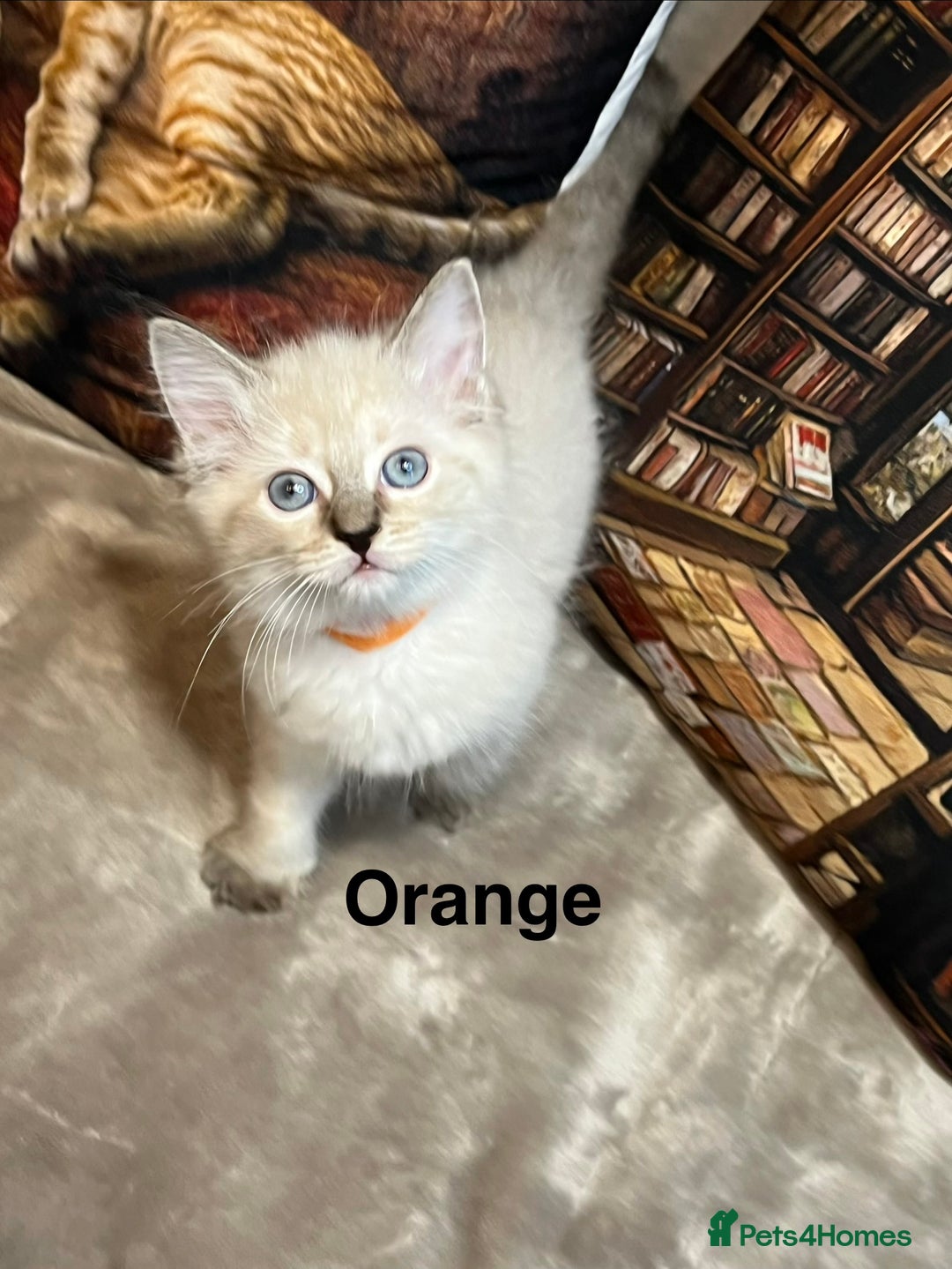 Ragdoll cats for sale: ❤️Amazing Pure Ragdoll Girls Waiting Loving Family - Advert 32