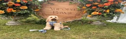 Cockapoo dogs for sale: F2 cockapoos in Grimsby - Advert 21