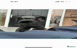 French Bulldog dogs for sale: Frenchie puppy for sale  - Image 3