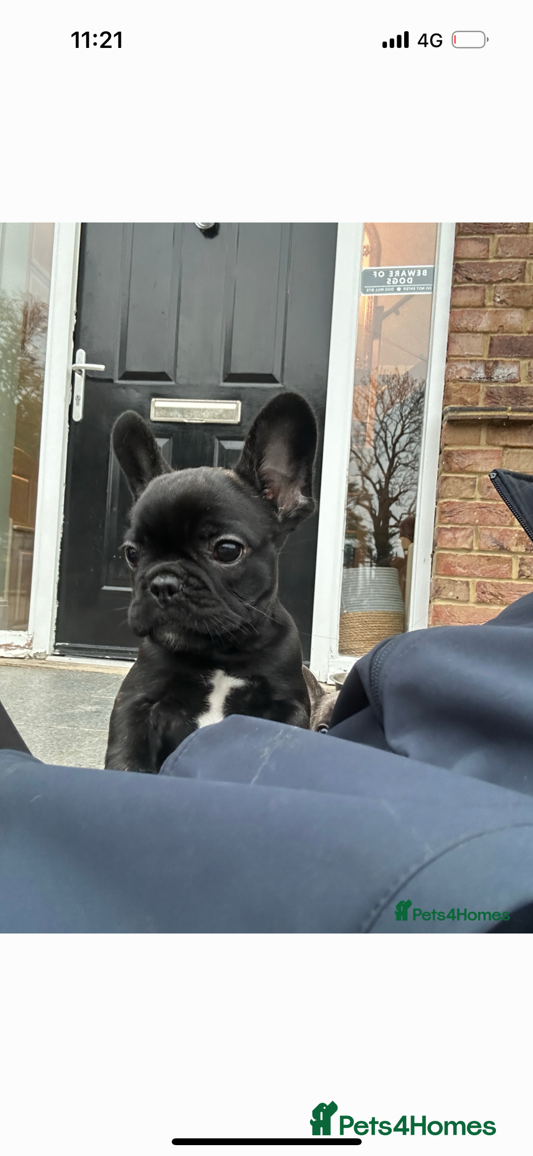 French Bulldog dogs for sale: Frenchie puppy for sale  - Image 3