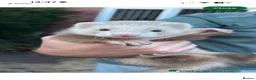 Ferret rodents for sale: Beautiful ferret/hob in Blackpool - Advert 3