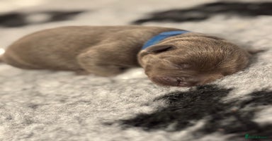Staffordshire Bull Terrier dogs - Advert 4