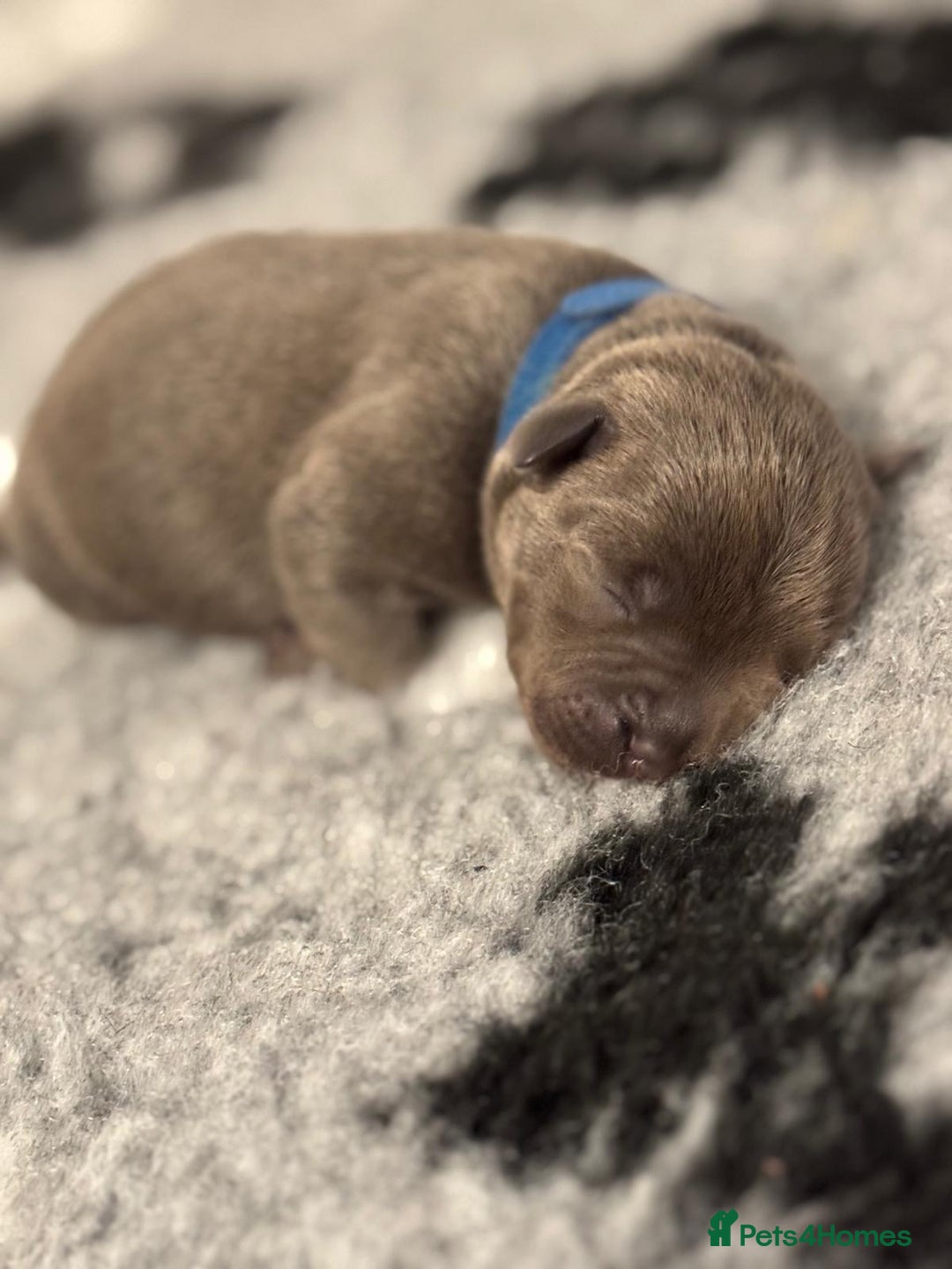 Staffordshire Bull Terrier dogs for sale: 🏆BLUE CHAMPION STAFFORDSHIRE BULL TERRIER PUPS  - Image 3