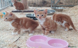 Domestic Shorthair cats for sale: Gorgeous kittens available now - Image 13