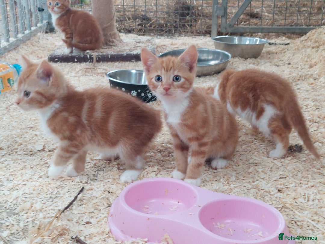 Domestic Shorthair cats for sale: Gorgeous kittens available now - Image 13