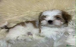Shih Tzu dogs for sale: Five Adorable Puppies Looking for Loving Families - Image 22