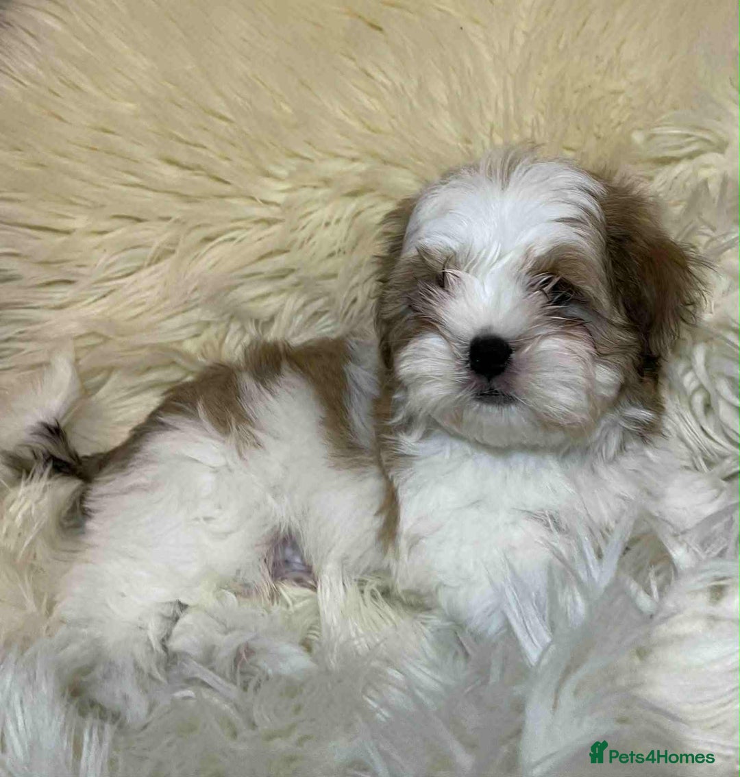 Shih Tzu dogs for sale: Five Adorable Puppies Looking for Loving Families - Image 22