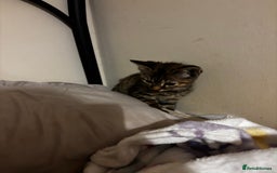 Mixed Breed cats for sale: Moggy kitten for sale  - Image 4
