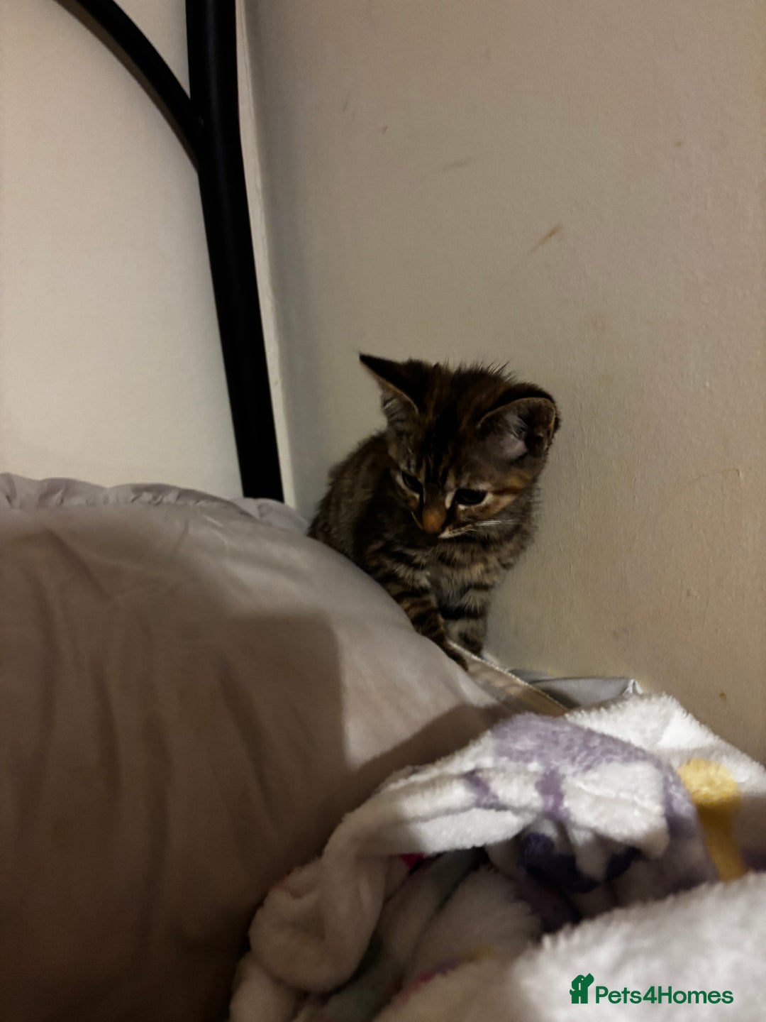 Mixed Breed cats for sale: Moggy kitten for sale  - Image 4
