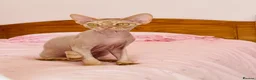 Devon Rex cats for sale: very beautiful Devon Rex boy - Advert 2