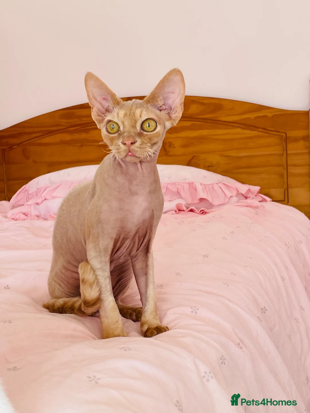 Devon Rex cats for sale: very beautiful Devon Rex boy - Advert 2