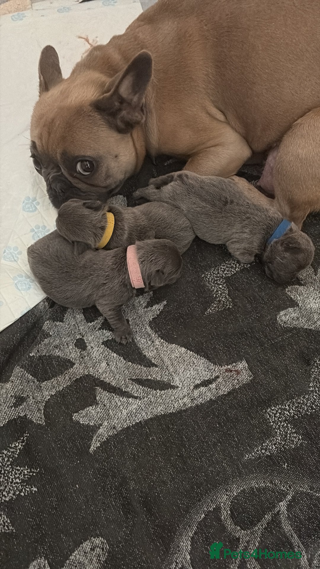 French Bulldog dogs for sale: Ready today! Beautiful french bulldog puppies - Advert 13