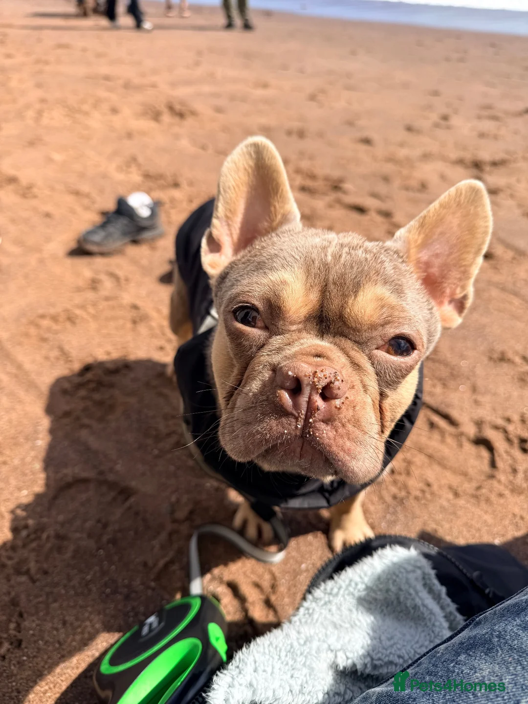 French Bulldog dogs for sale: French bulldog  in Cirencester - Advert 2