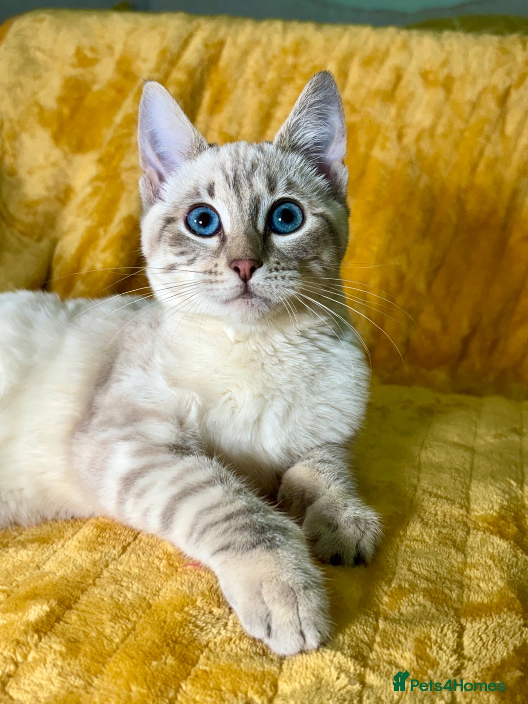 Bengal cats for sale: Breathtaking rare polydactyl snow leopard  - Advert 21