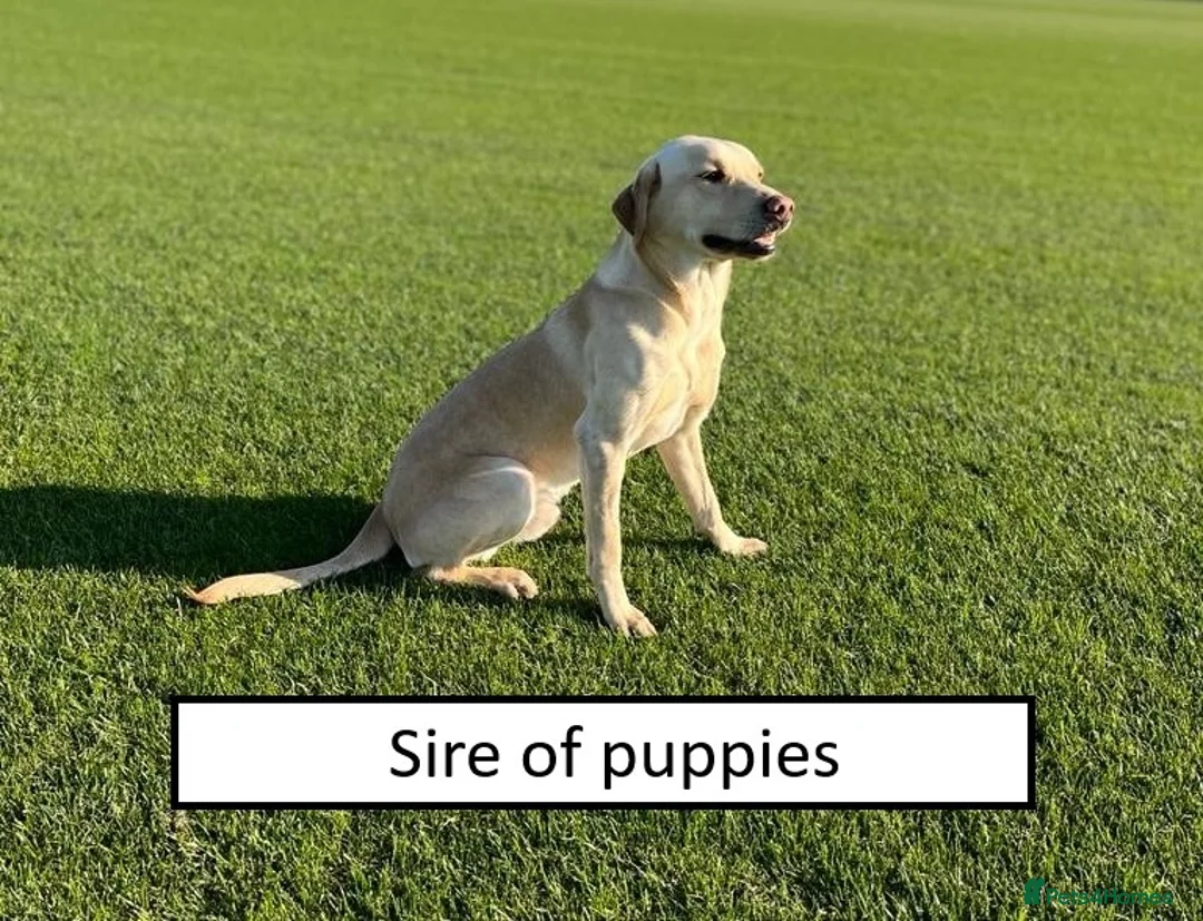 Labrador Retriever dogs for sale: Superb KC reg Labrador puppies from working line - Advert 18