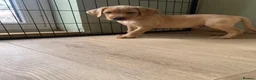 Labrador Retriever dogs for sale:  KC Labrador puppies   - Advert 9