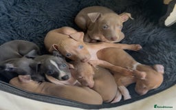 Italian Greyhound dogs for sale: KC Italian Greyhounds - 1 girl and 1 boy available - Image 10