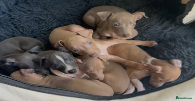 Italian Greyhound dogs - Advert 6