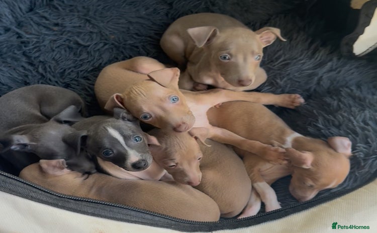 Italian Greyhound dogs - Advert 2