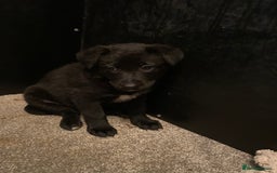 German Shepherd dogs for sale: Outstanding German shepherd pups  - Advert 21