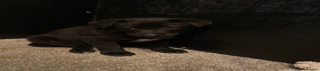 German Shepherd Puppy 3