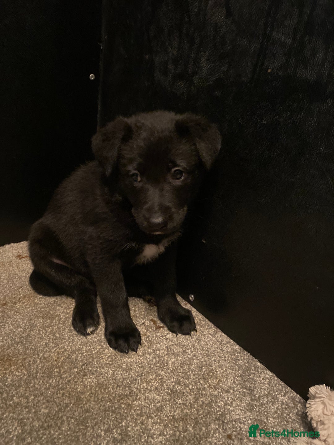 German Shepherd dogs for sale: Outstanding German shepherd pups  - Advert 21