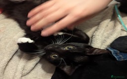 Mixed Breed cats for sale: Kitten Beau  - Image 8
