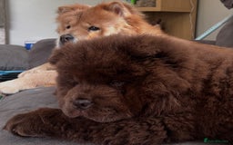 Chow Chow dogs for sale: Chocolate Chow Chow - Image 3