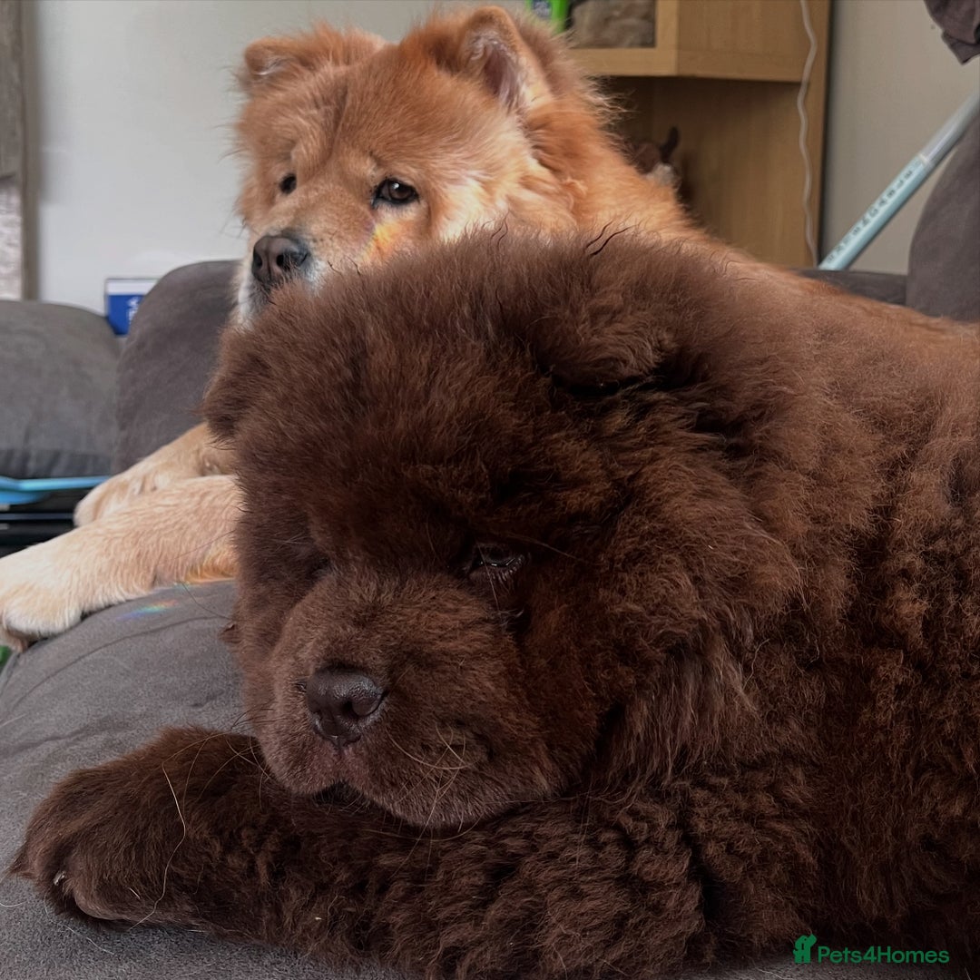 Chow Chow dogs for sale: Chocolate Chow Chow - Image 3