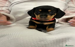 Miniature Dachshund dogs for sale: Beautiful Miniature dachshund puppies - Image 11